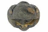 Wide, Bumpy Enrolled Morocops Trilobite #125143-2